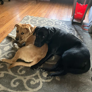 Meet your Posher, Jayla